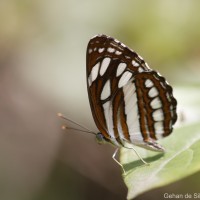 Neptis hylas Linnaeus, 1758